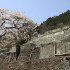 かつて東洋一と呼ばれた神子畑選鉱場跡。春になると桜が咲き乱れる。